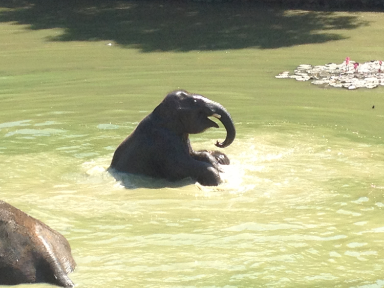 boon lott elephant sanctuary