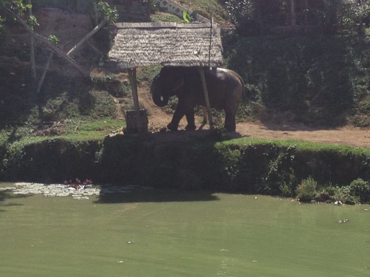 boon lott elephant sanctuary shed