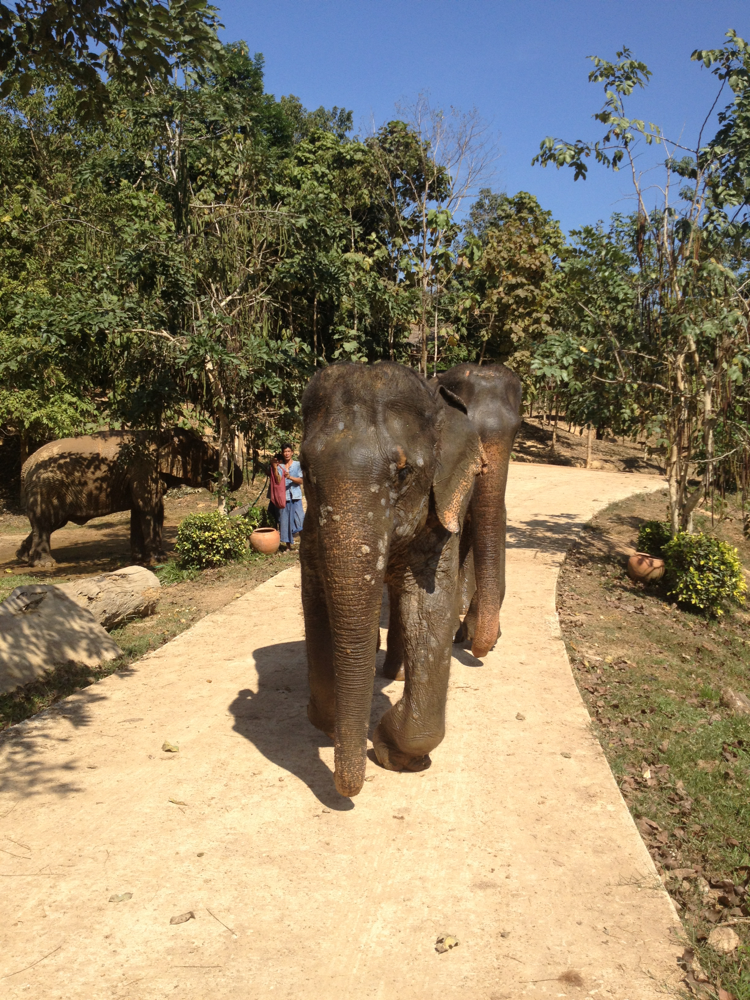 boon lott elephant sanctuary walking