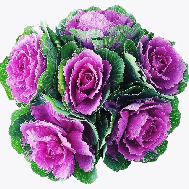 Kale Roses